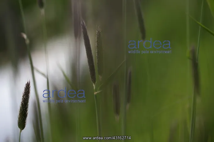 : Meadow Foxtail : Meadow Foxtail