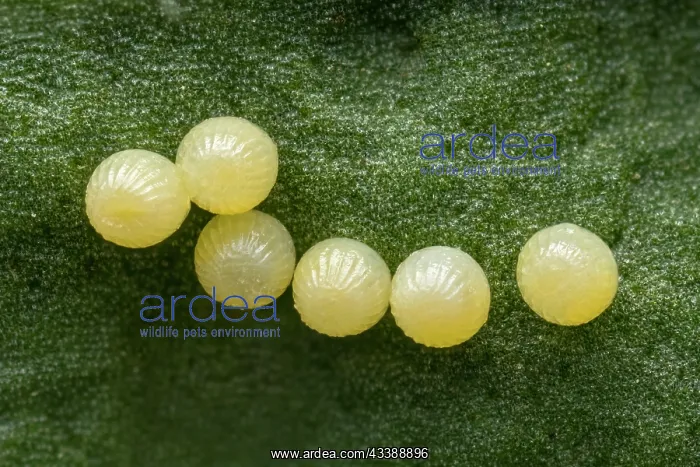 : Meadow Fritillary (Melitaea parthenoides) eggs o : Meadow Fritillary (Melitaea parthenoides) eggs o