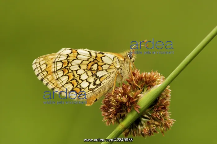 : Meadow Fritillary - settled on rush flower : Meadow Fritillary - settled on rush flower