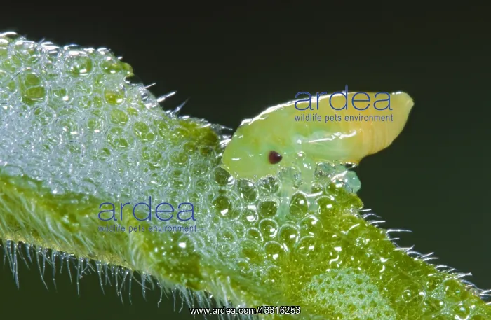 : Meadow Froghopper : Meadow Froghopper