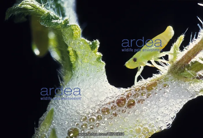 : Meadow Froghopper : Meadow Froghopper