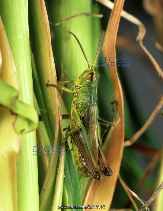 : Meadow grasshoper : Meadow grasshoper