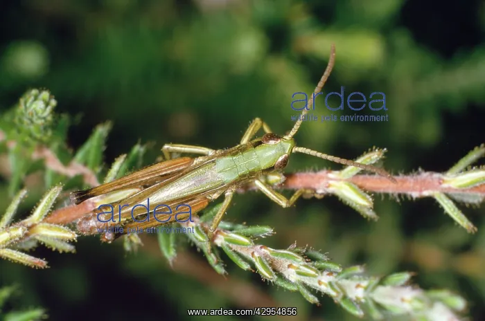 : Meadow Grasshopper : Meadow Grasshopper