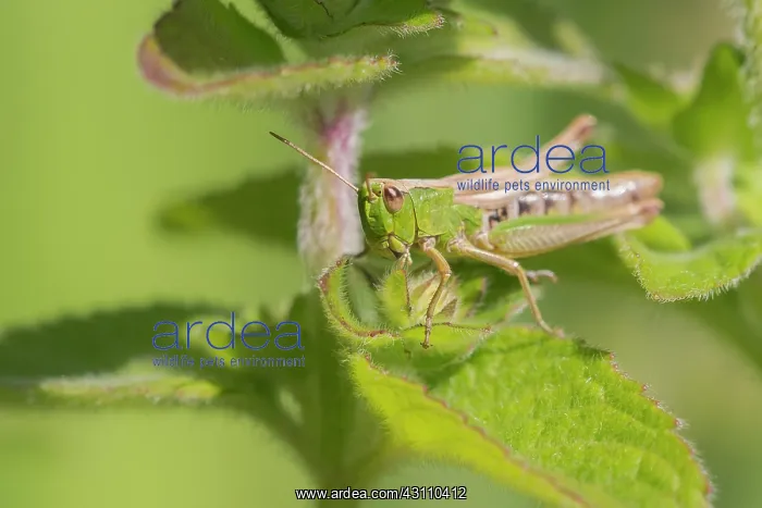 : Meadow Grasshopper : Meadow Grasshopper