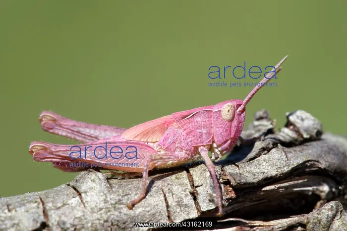  : Meadow Grasshopper