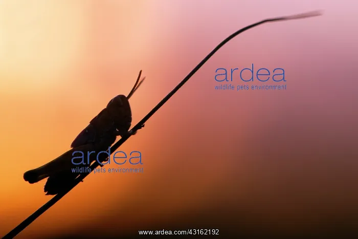  : Meadow Grasshopper