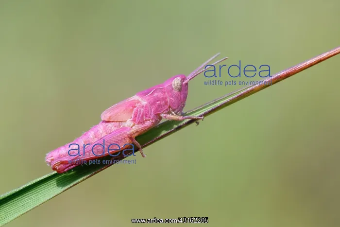 : Meadow Grasshopper : Meadow Grasshopper