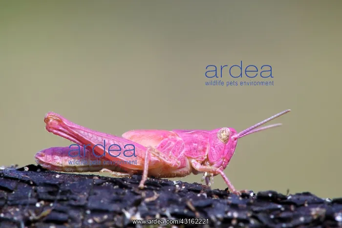 : Meadow Grasshopper : Meadow Grasshopper