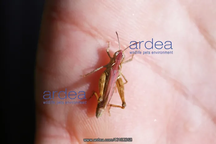 : Meadow Grasshopper : Meadow Grasshopper