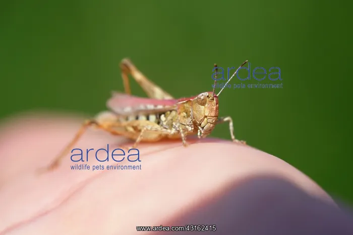 : Meadow Grasshopper : Meadow Grasshopper