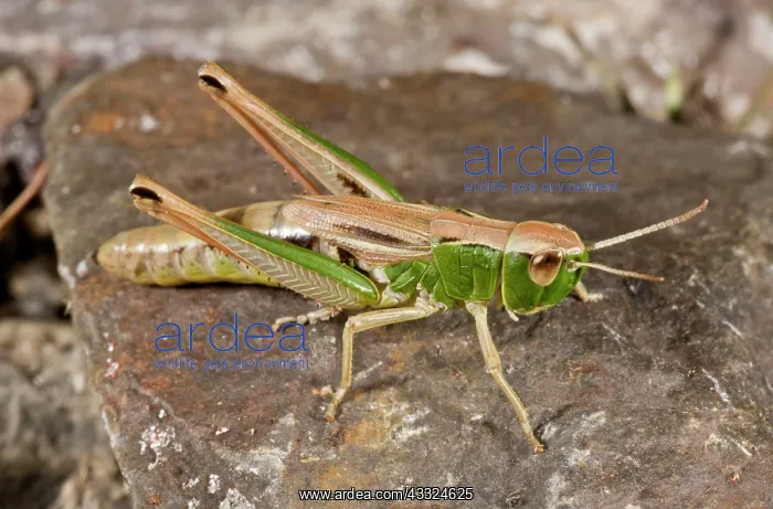 : Meadow Grasshopper : Meadow Grasshopper