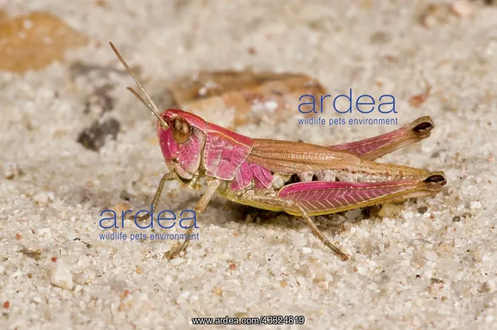 : Meadow Grasshopper : Meadow Grasshopper