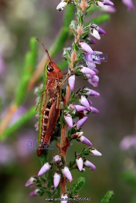 : Meadow Grasshopper - on heather : Meadow Grasshopper - on heather