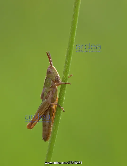  : Meadow Grasshopper July
