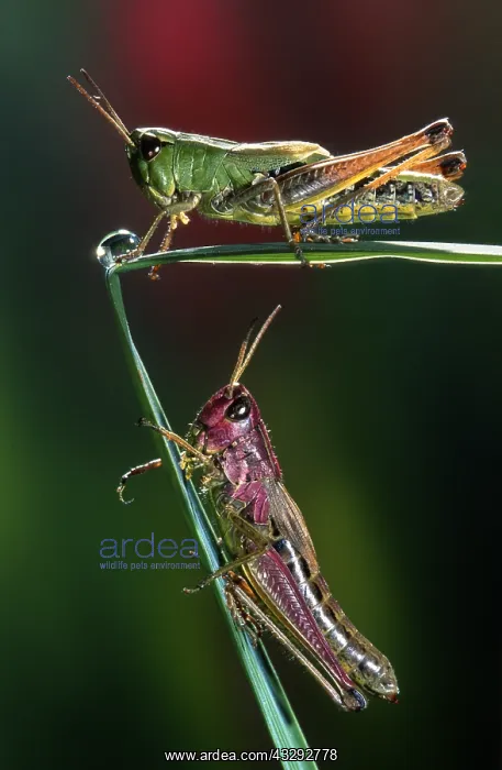 : Meadow Grasshoppers (Chorthippus parallelus) on : Meadow Grasshoppers (Chorthippus parallelus) on