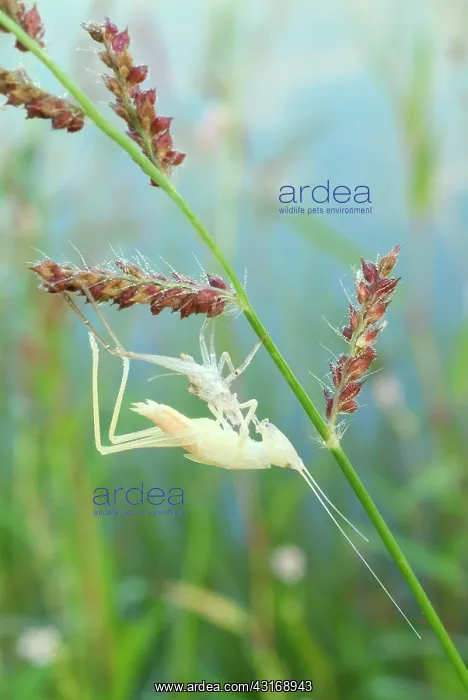 : Meadow Katydid : Meadow Katydid