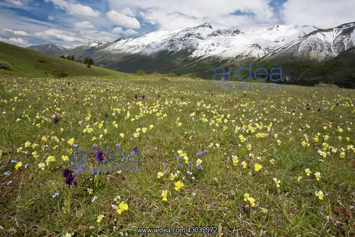 : Meadow masses of spring flowers including Viola : Meadow masses of spring flowers including Viola