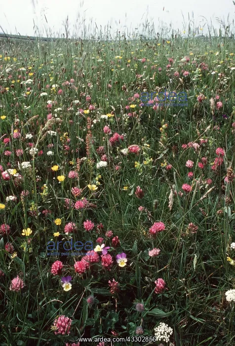 : MEADOW - with Mountain Pansy : MEADOW - with Mountain Pansy