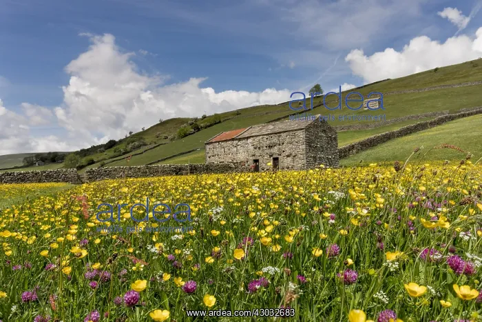 : Meadow - Muker - Yorkshire Dales - UK : Meadow - Muker - Yorkshire Dales - UK