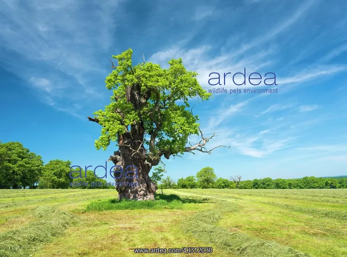 : Meadow with old gnarled solitary english oak (Quercus : Meadow with old gnarled solitary english oak (Quercus