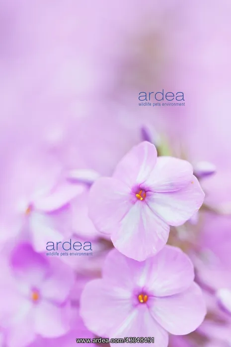 : Meadow phlox : Meadow phlox