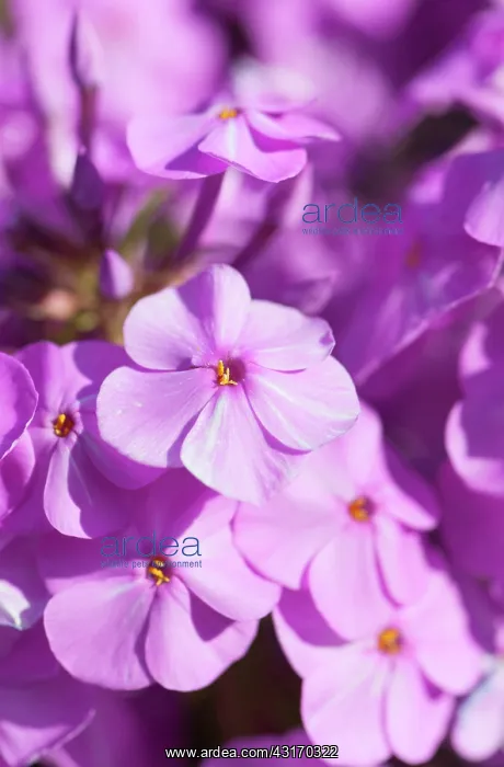 : Meadow phlox, Phlox maculata Alpha, close view : Meadow phlox, Phlox maculata Alpha, close view