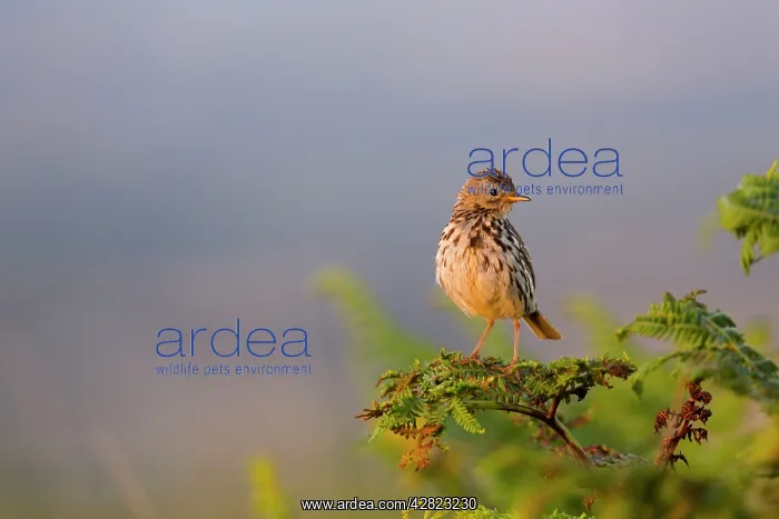 : Meadow Pipit : Meadow Pipit