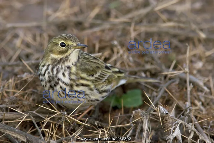  : Meadow Pipit
