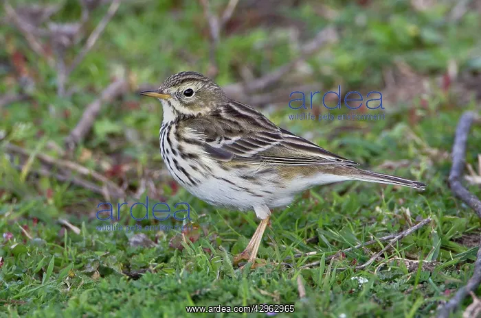 : Meadow Pipit : Meadow Pipit