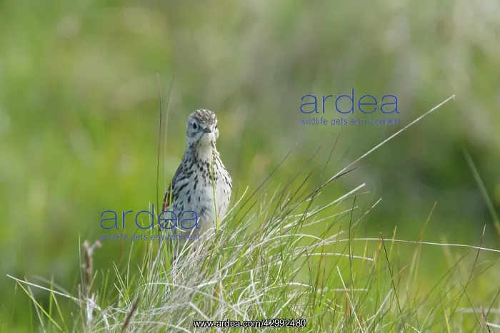 : Meadow Pipit : Meadow Pipit