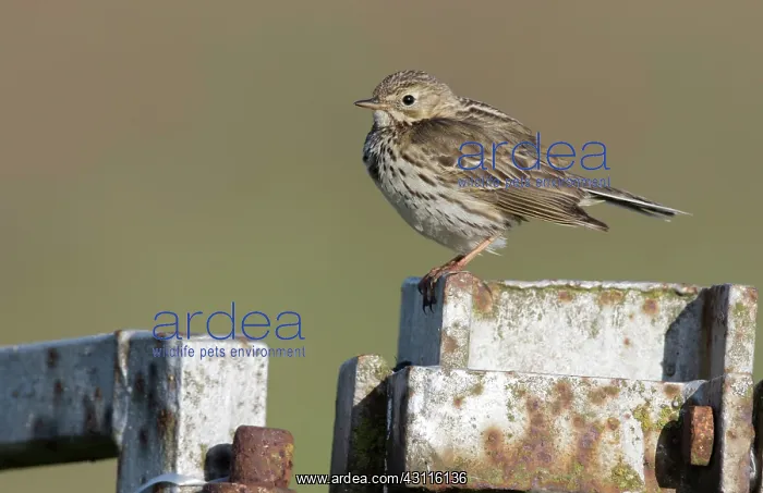 : Meadow Pipit : Meadow Pipit