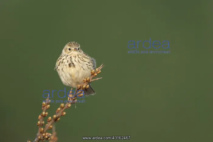 : Meadow Pipit : Meadow Pipit