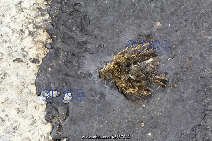 : Meadow Pipit : Meadow Pipit