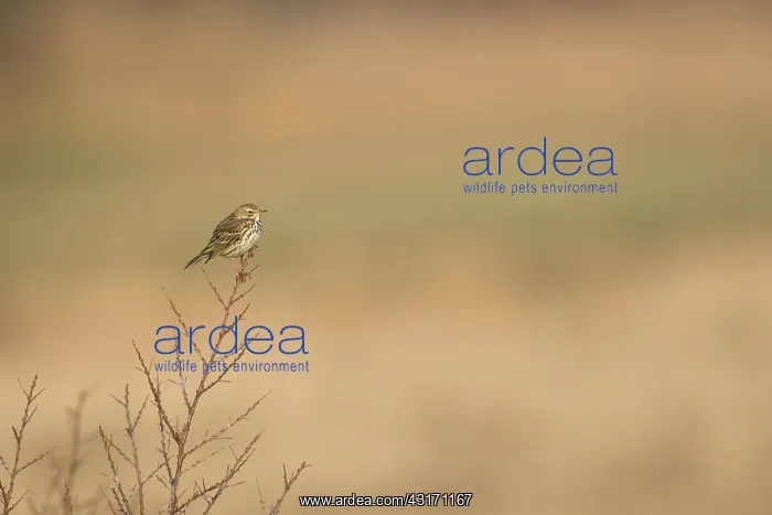 : Meadow Pipit : Meadow Pipit