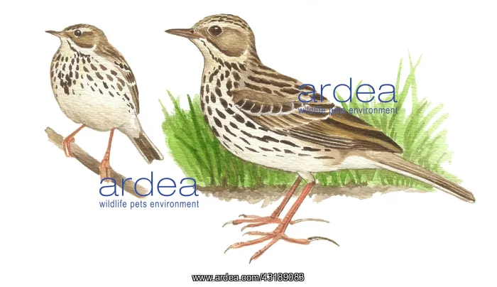: Meadow Pipit : Meadow Pipit