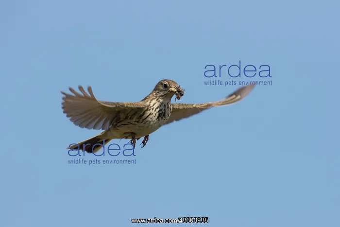 : Meadow Pipit - adult bird in flight - Germany : Meadow Pipit - adult bird in flight - Germany