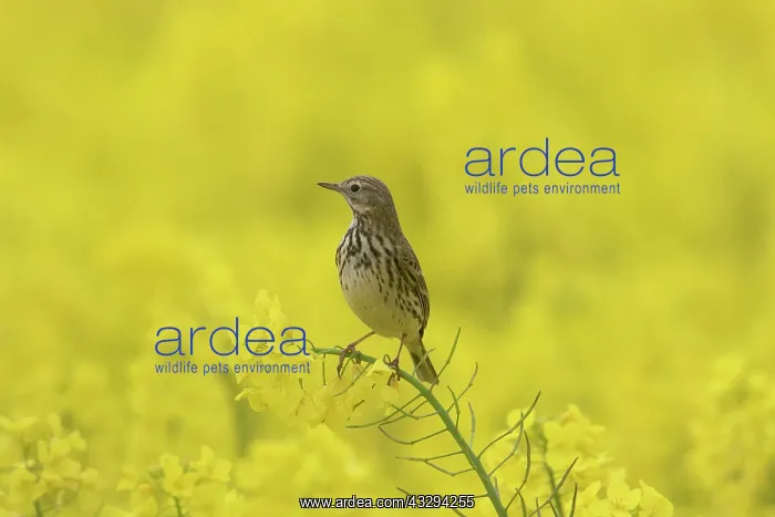 : Meadow Pipit - adult bird in flowering rape field - Germany : Meadow Pipit - adult bird in flowering rape field - Germany