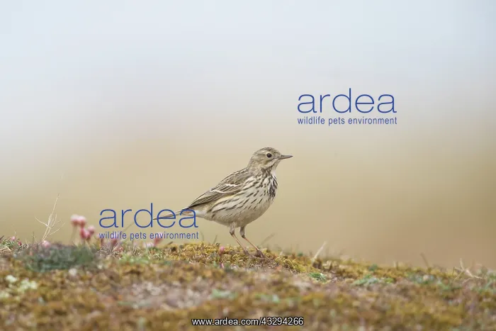 : Meadow Pipit - adult bird - Germany : Meadow Pipit - adult bird - Germany