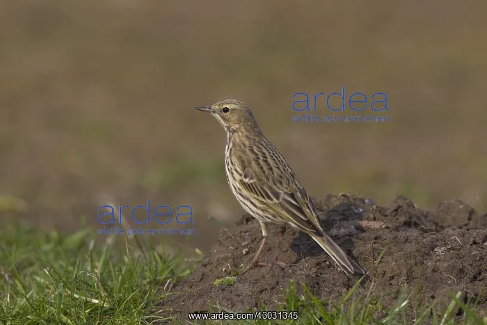  : Meadow Pipit - adult bird - Germany Meadow Pipit