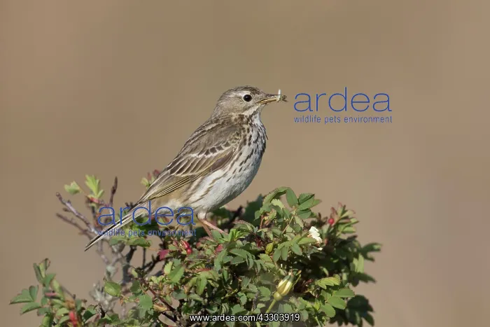 : Meadow Pipit - adult bird perched on a twig - Germany : Meadow Pipit - adult bird perched on a twig - Germany