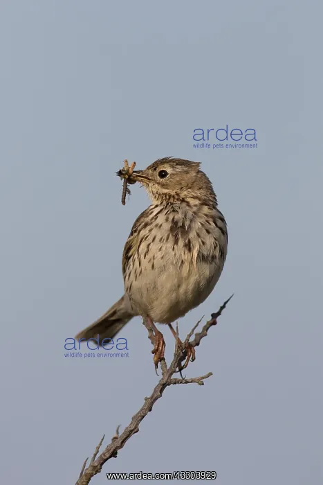 : Meadow Pipit - adult bird perched on a twig - Germany : Meadow Pipit - adult bird perched on a twig - Germany