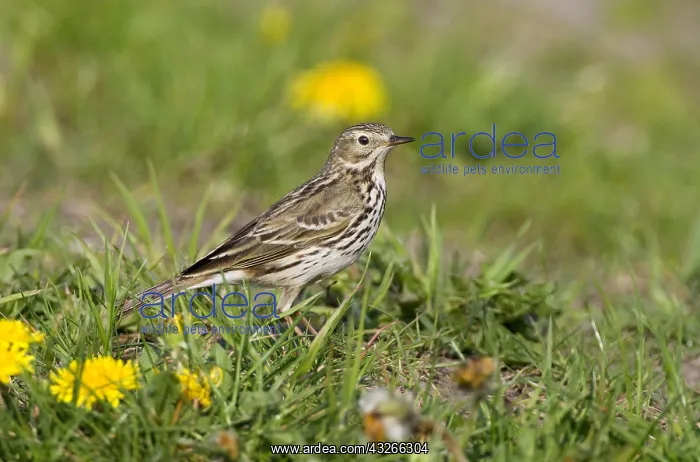 : Meadow Pipit (Anthus pratensis) standing om mea : Meadow Pipit (Anthus pratensis) standing om mea