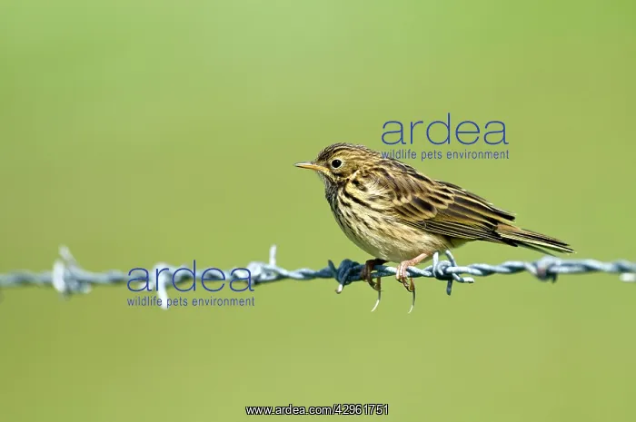  : Meadow Pipit - on barbed wire
