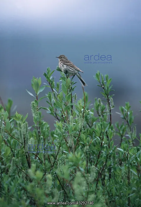 : MEADOW PIPIT - on top of bush : MEADOW PIPIT - on top of bush