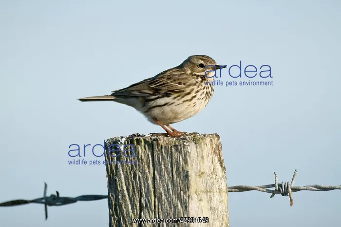 : Meadow Pipit - on fence post : Meadow Pipit - on fence post