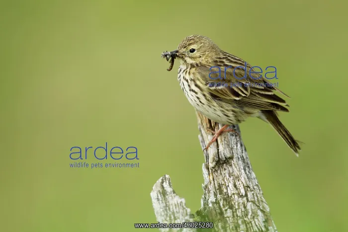 : Meadow Pipit - with food in beak : Meadow Pipit - with food in beak