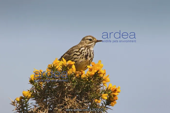 : Meadow Pipit - on gorse : Meadow Pipit - on gorse