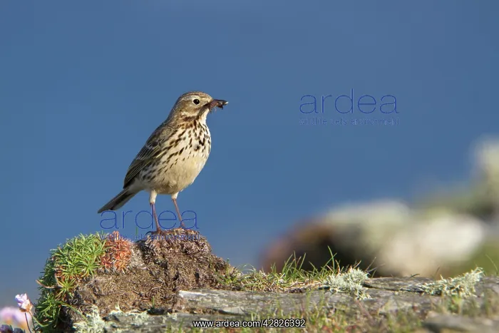 : Meadow Pipit - with insect : Meadow Pipit - with insect