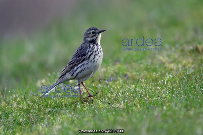: Meadow Pipit - on meadow : Meadow Pipit - on meadow