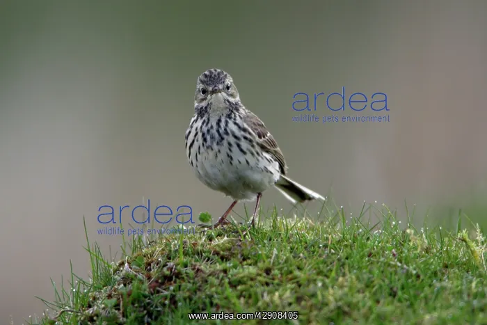 : Meadow Pipit - on meadow : Meadow Pipit - on meadow
